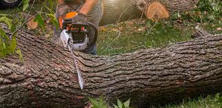 Reliable Sebastian, TX Tree Care Solutions